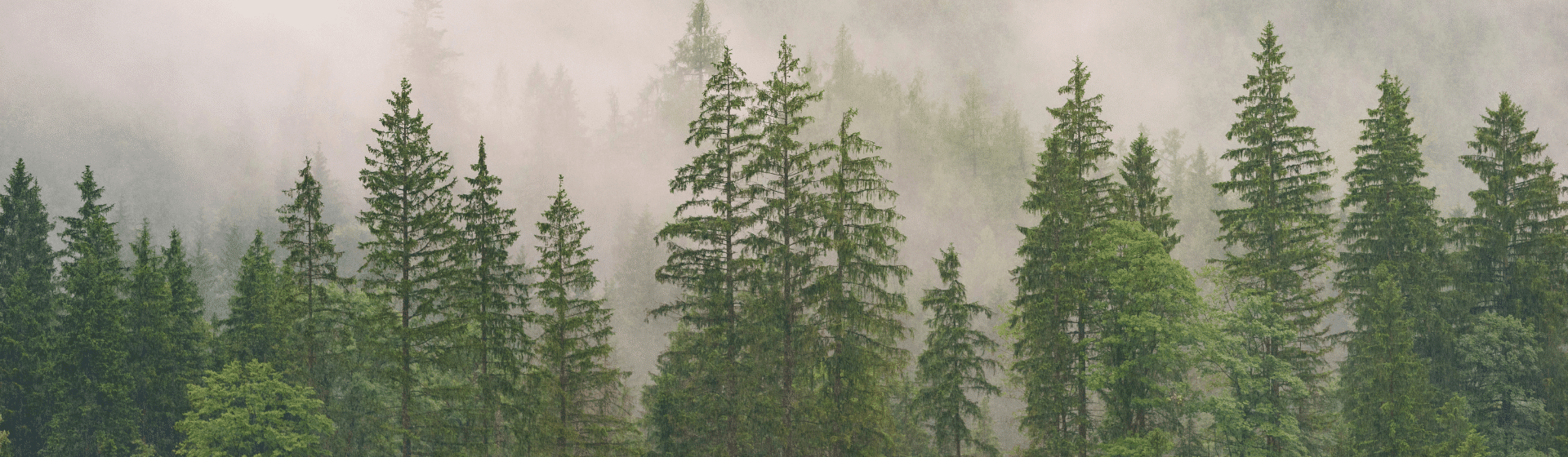 procent-skladany-caspar-2026-www